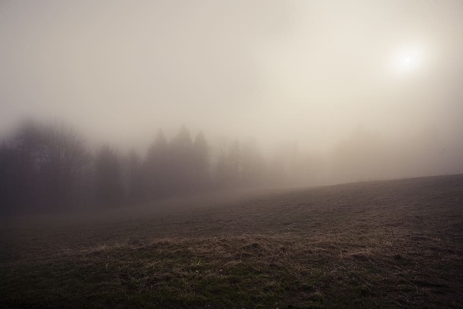 the fog, mystery, forest, dark, nature, tree, fantasy, landscape, horror movie, light