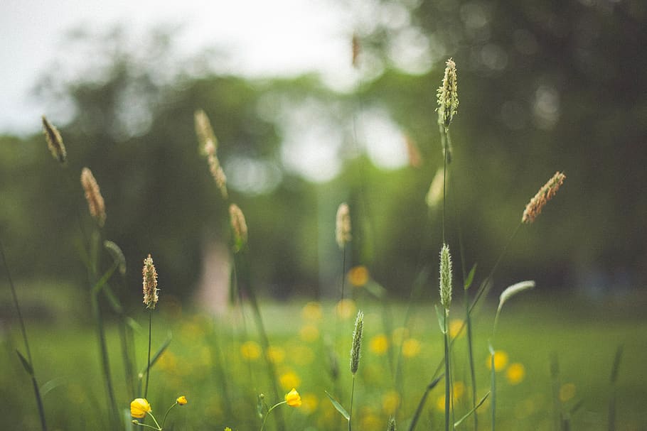 green, plant, flower, nature, blur, bokeh, growth, focus on foreground, field, fragility