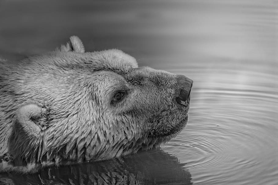 beruang, satwa liar, hewan, air, sungai, danau, hitam dan putih, monokrom, satu binatang, tema binatang