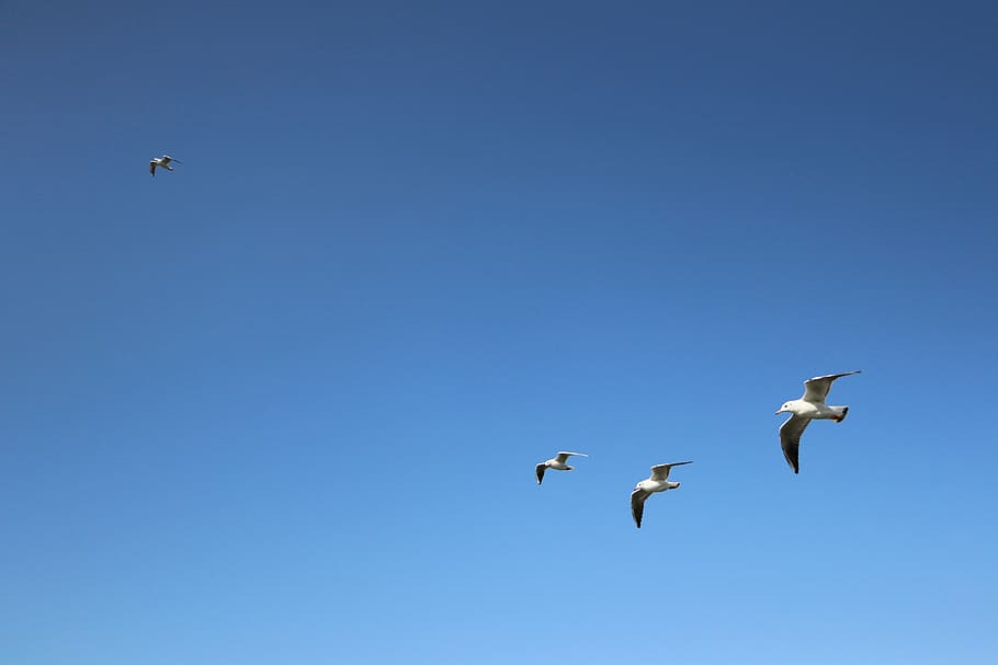 bando de aves marinhas, gaivota, plano de fundo, céu azul, voo, asas, pássaros, fauna, pássaro, voador