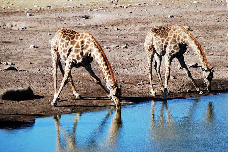 dois, girafas água potável, girafa, bebedouro, áfrica, safari, natureza, animais selvagens, safari Animais, namíbia