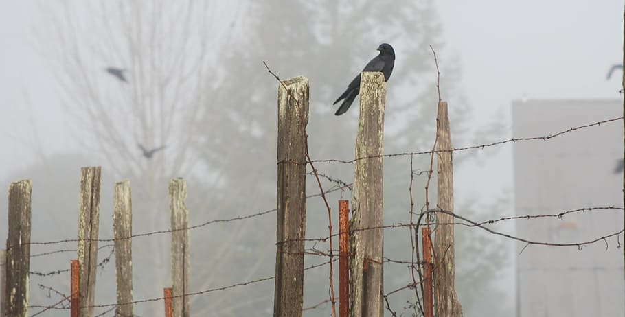 negro, halcón, marrón, cerca, cuervo, día de niebla, pájaro, espadaña, naturaleza, no hay gente