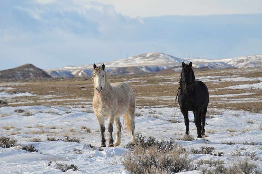 Horses, Mustangs, Wild, Equine, Freedom, dom, snow, winter, cold temperature, animal themes