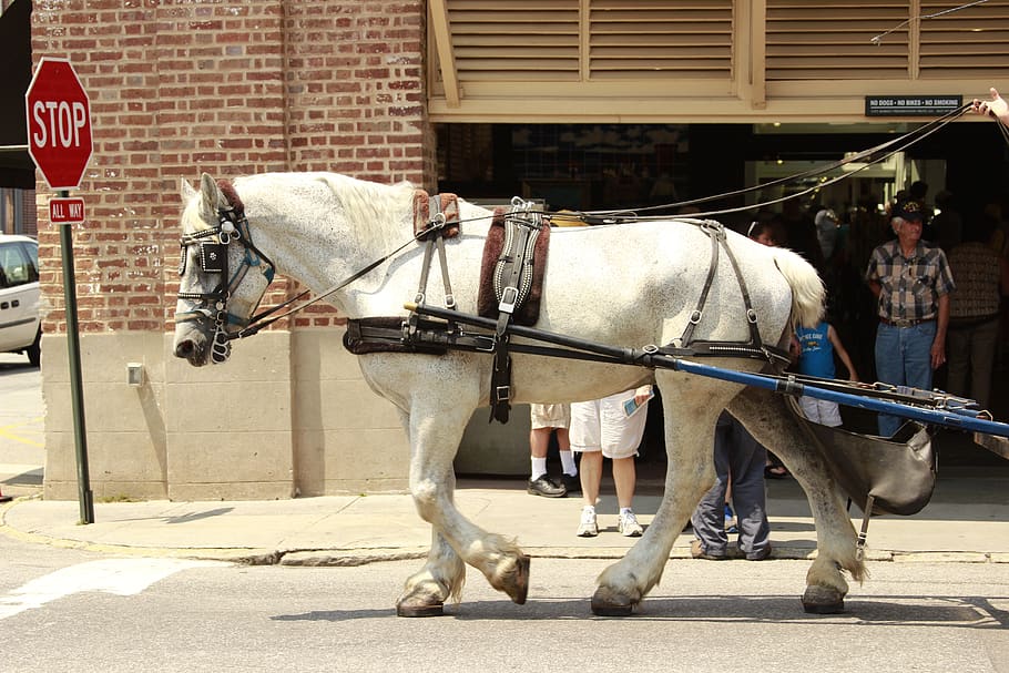 rein, horse, carriage, street, white, domestic animals, domestic, mammal, city, pets