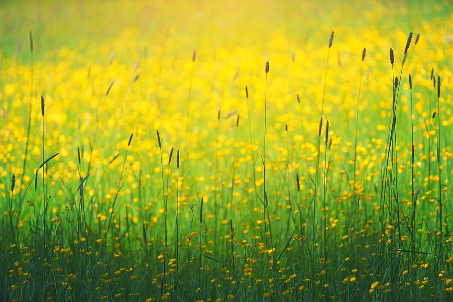 closeup, foto, bidang bunga rapeseed, hijau, rumput, kuning, bunga, tanaman, alam, pertanian