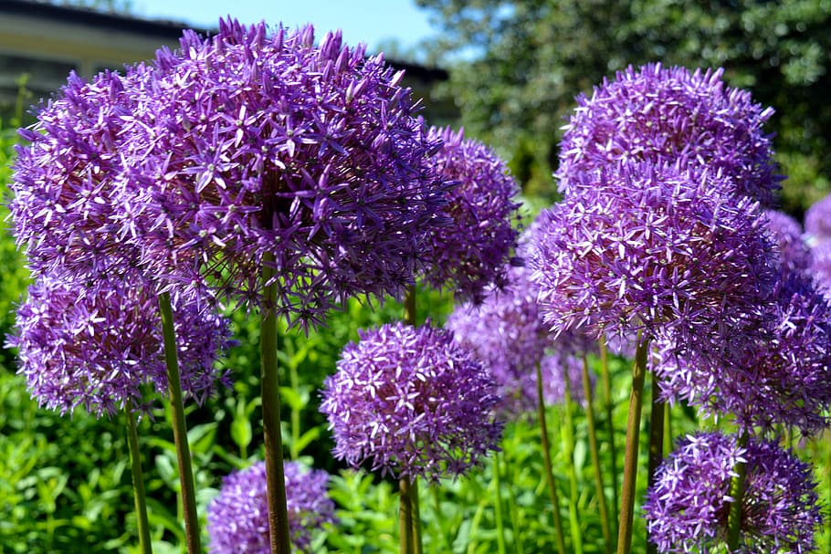 ornamental onion, early, violet, nature, allium, purple, onion flower, sphaerocephalon, blossom, bloom