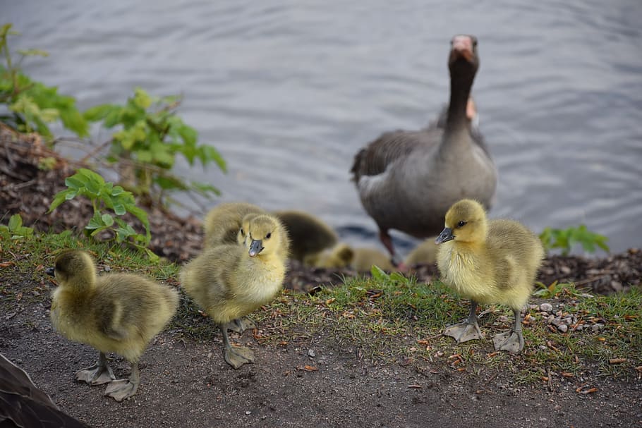 Chicks, Geese, Bird, Goose, Animal, wild goose, greylag goose, water bird, feather, water
