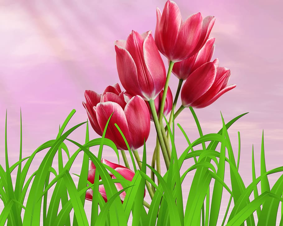 nature, plant, flower, tulip, summer, flowers, tulips pink, background, grass, sky