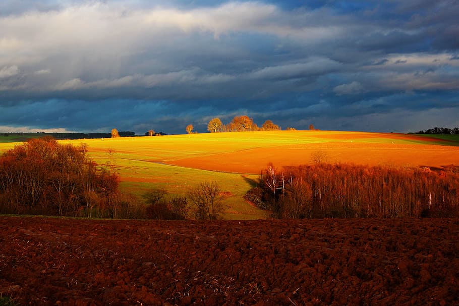 fotografía de paisaje, amarillo, colina, nublado, cielo, durante el día, hierba verde, campo de hierba, árboles, campo