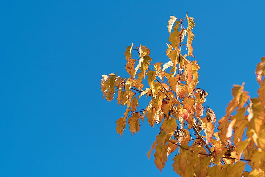 leaves, autumn, brunches, sky, blue, autumn leaves, fall, leaf, nature, red