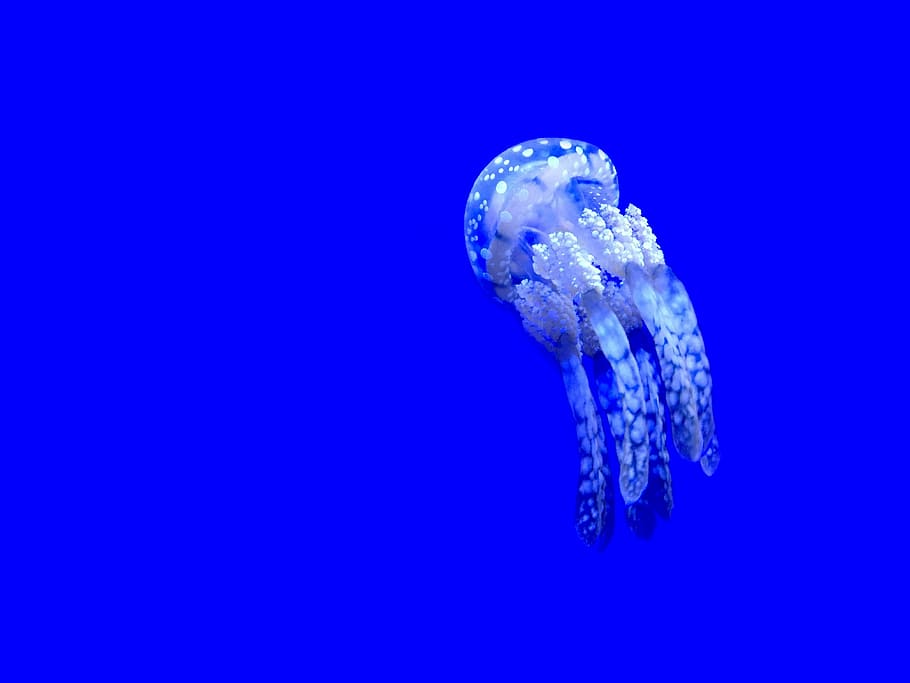 jelly fish floating, jellyfish, aquatic, animal, ocean, underwater, blue, water, sea life, one animal