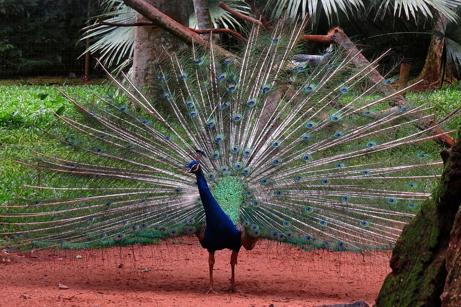 peacock, bird, exotic, animal, plumage, fanned out, animal themes, animal wildlife, vertebrate, one animal