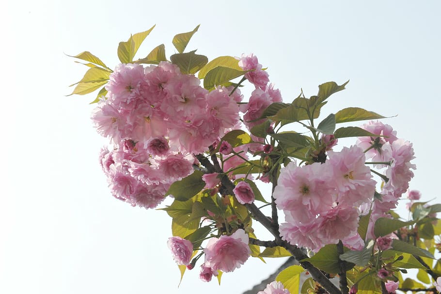 spring, begonia, ching ming, malus spectabilis, flowering, qingming, flower, flowering plant, pink color, plant