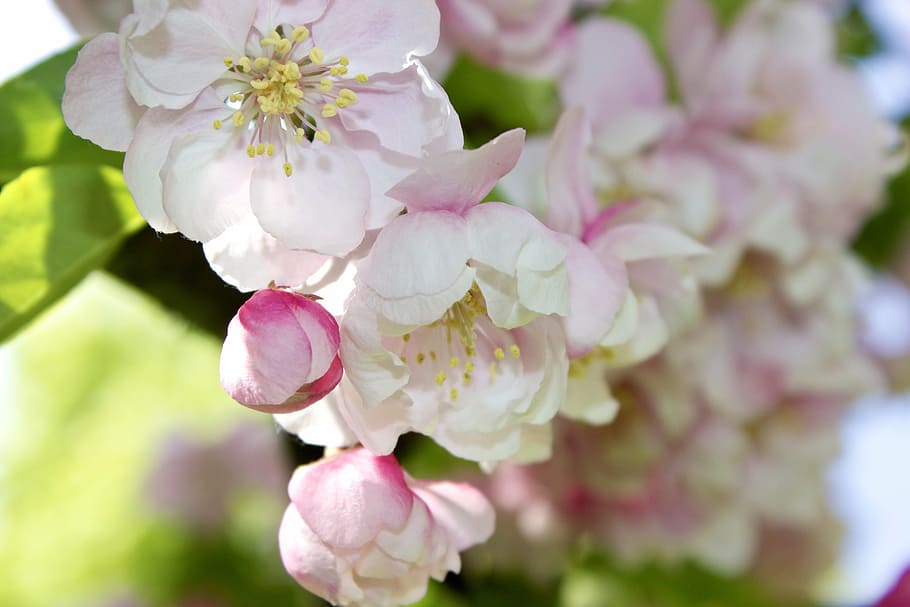 putih-dan-merah muda, ceri, mekar, bunga, apel, apel kepiting, pink, kuncup, musim semi, indah