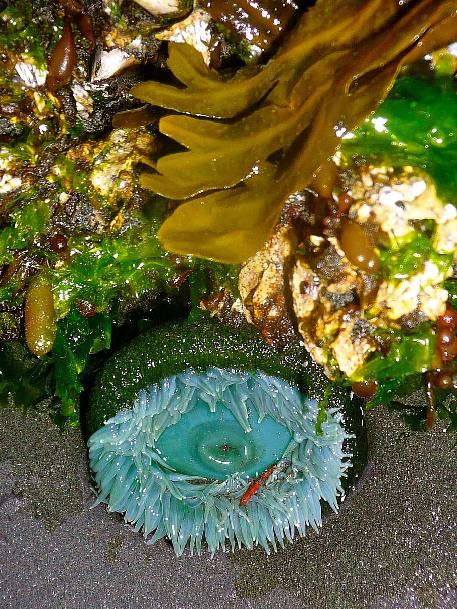 Sea Anemone, Tidepool, Seaweed, Plant, natural, botanical, organic, botany, herb, agriculture