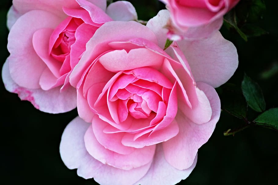 flor rosa, pétalos de rosa, rosas, pétalos, fragancia, flores, hojas, romántico, planta ornamental, álbum de fotos