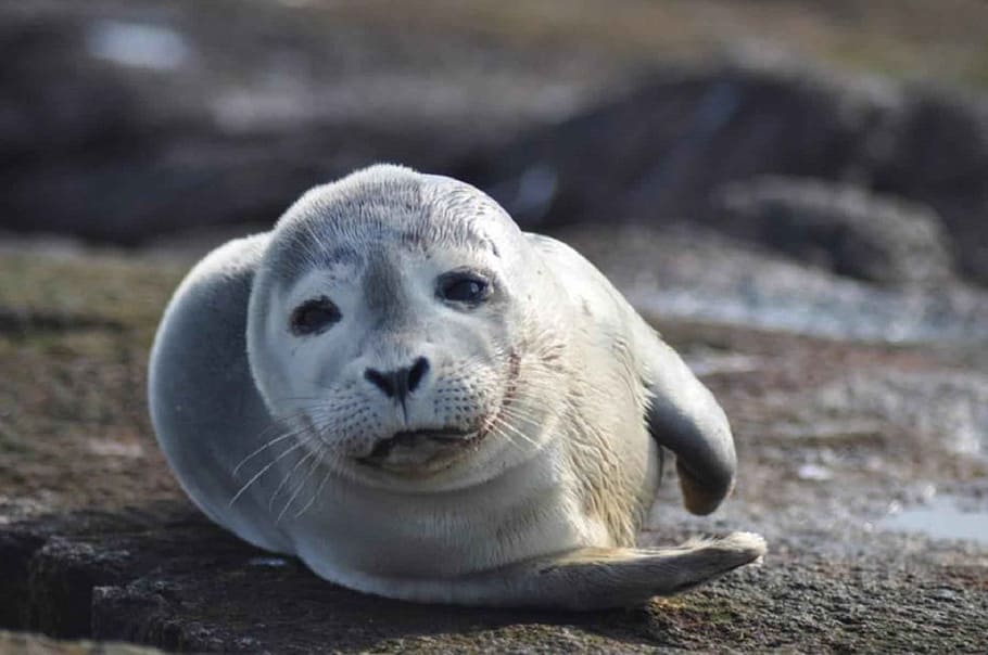 gray, sea lion, harbor seal, resting, sand, ocean, wildlife, water, mammal, animal