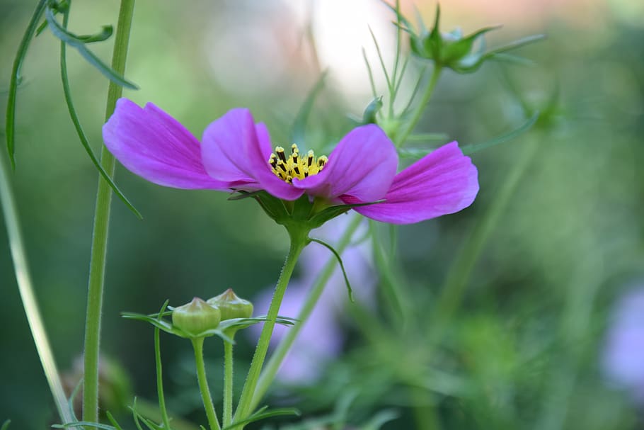 cosmea, summer flower, blossom, bloom, summer, cosmos, tender, pink, beautiful, petals