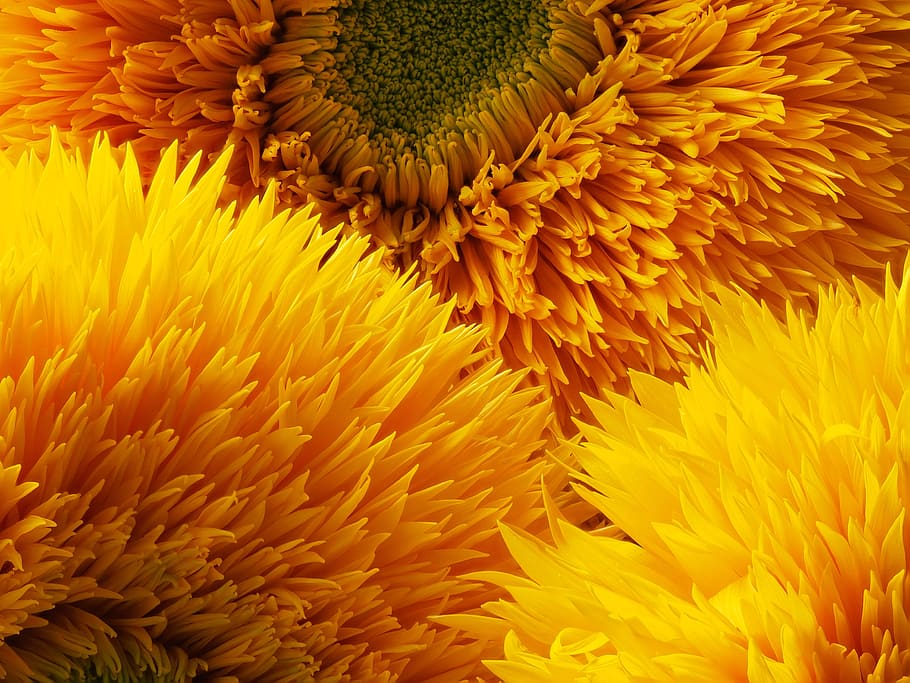 sunflower, three bloom, yellow, orange, bloom, petal, bright, helianthus, teddy bear, flower