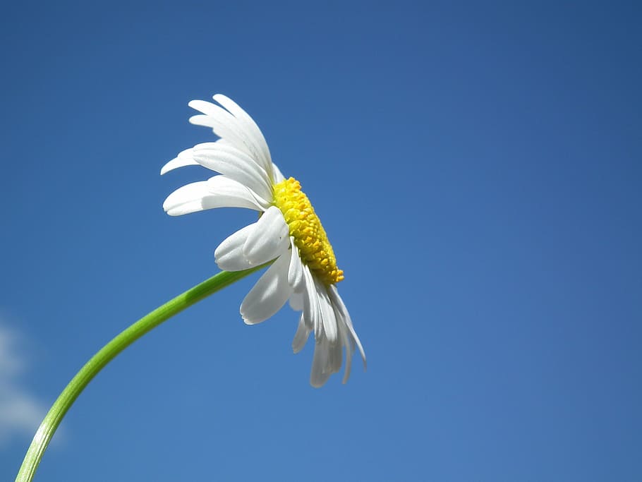 white, daisy, clear, blue, sky, flower, flowers, day, petal, sheet