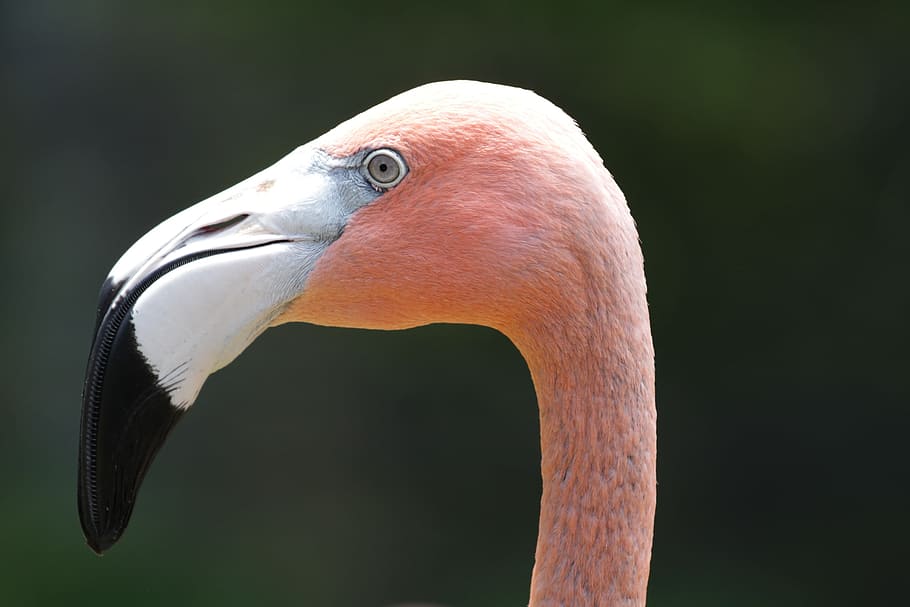 selective, focus photography, Flamingo, Tropical, Color, Pink, Bird, nature, pink flamingo, wildlife
