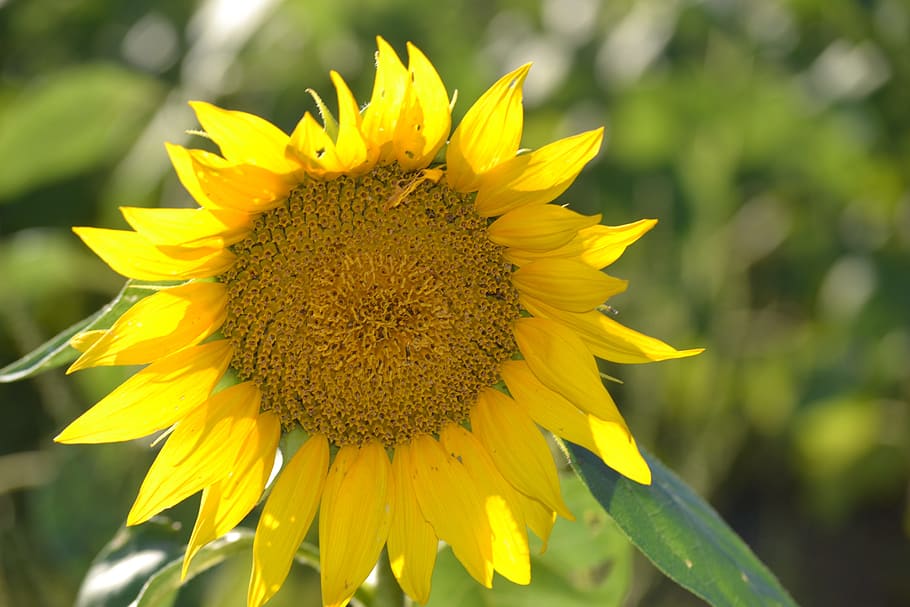 sunflower, lone flower, yellow, nature, magnificent, flower, flowering plant, freshness, plant, growth