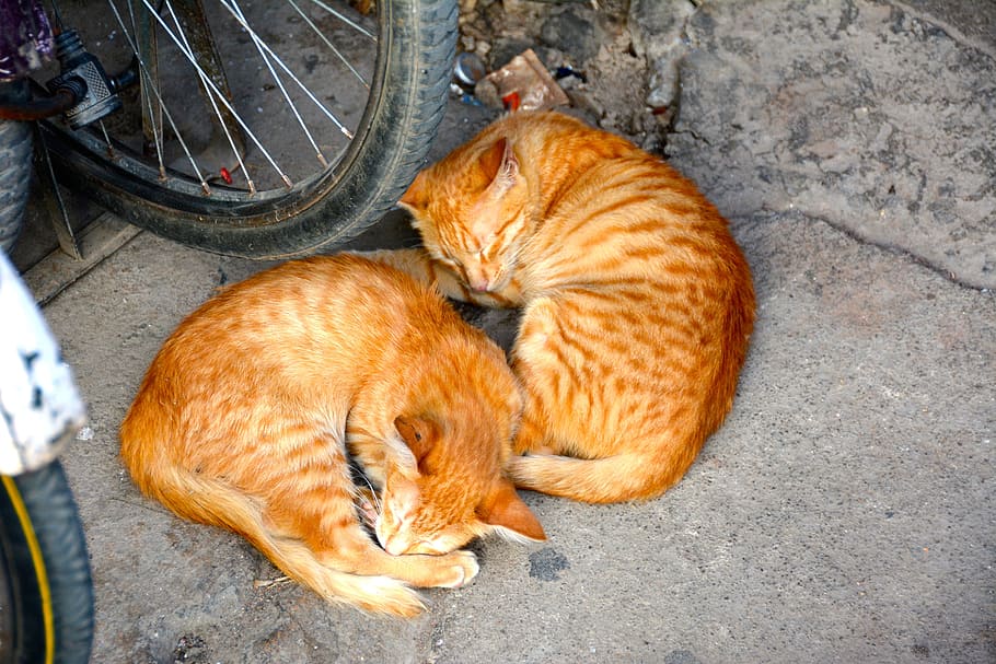 dos, naranja, gatos, acostado, al lado, rueda de bicicleta, dormir, mascota, descanso, gato doméstico