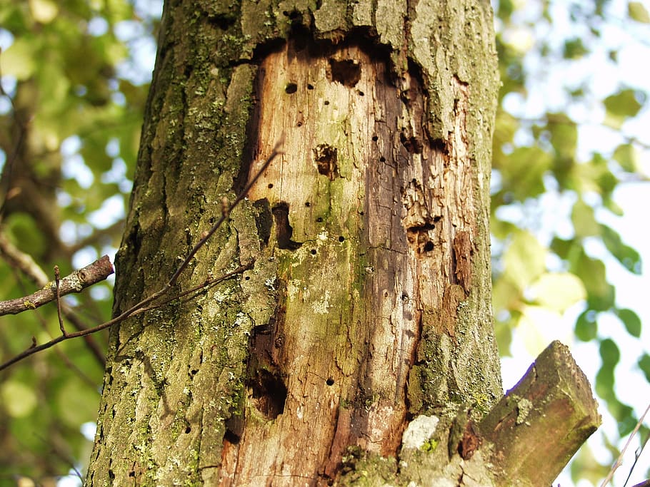 log, morsch, injury, bark separation, nature, wood worm, holes, kleiber, tree, tree trunk