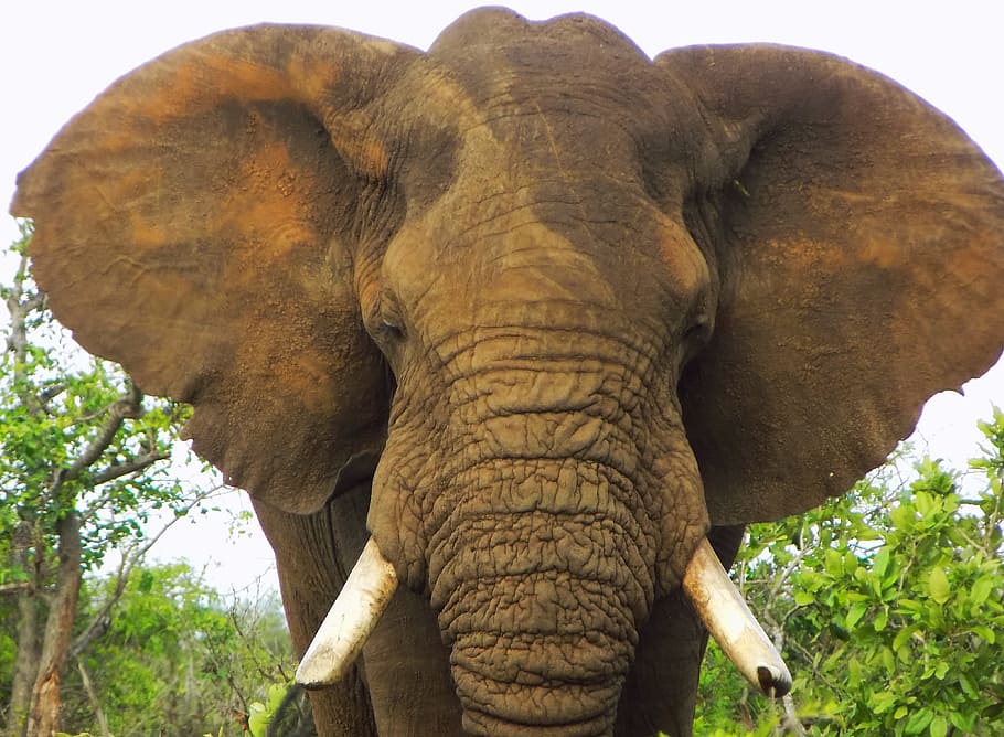 갈색 코끼리 사진, 아프리카 코끼리, 코끼리, 황소 코끼리, 동물, 포유 동물, 동물 테마, 동물 야생 생물, 한 동물, 동물 신체 부분
