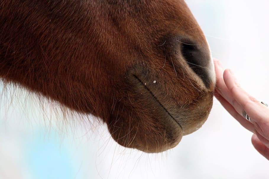Muzzle, Horse, Female, Hand, Strokes, muzzle horse, female hand, the nostrils, lips, odd-toed ungulate animals
