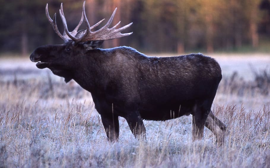 brown moose, bull moose, portrait, close up, profile, wildlife, park, national, landscape, male