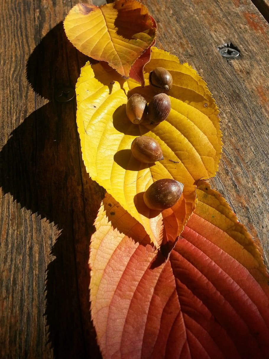 autumn leaves, acorn, autumn, close-up, yellow, nature, wood - material, plant, day, leaf