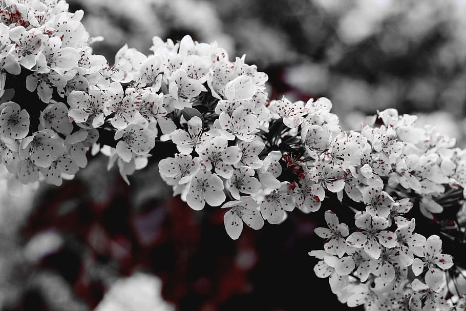flowers, nature, blossoms, branches, stems, stalk, white, petals, bokeh, outdoors