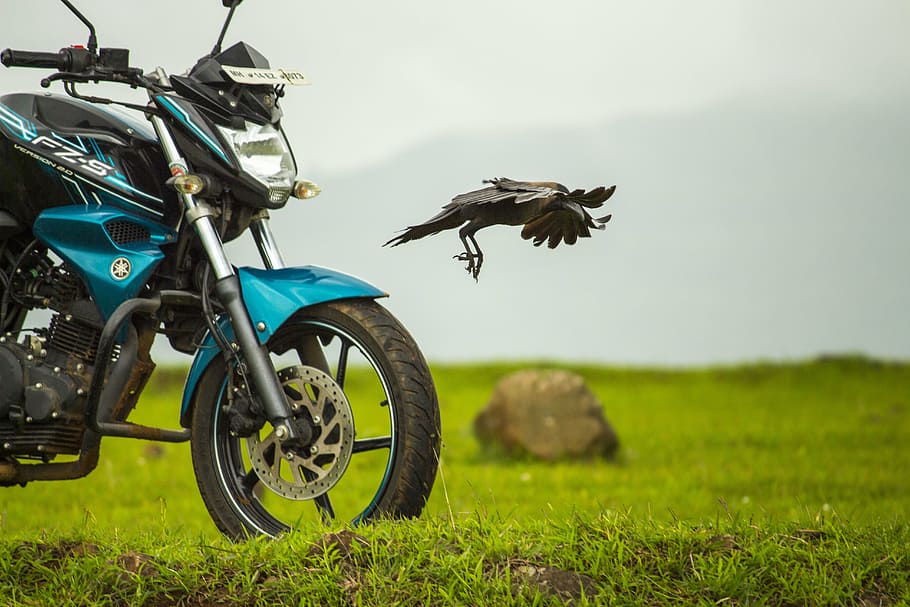 preto, pássaro, motocicleta yamaha, bicicleta, corvo, voador, transporte, modo de transporte, grama, planta