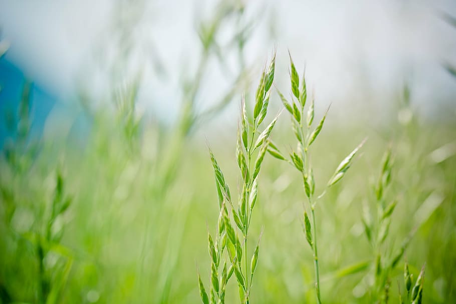 selective, green, grass, pointed-fescue, licorice, ear, forage grass, festuca pratensis, meadow, meadow grass