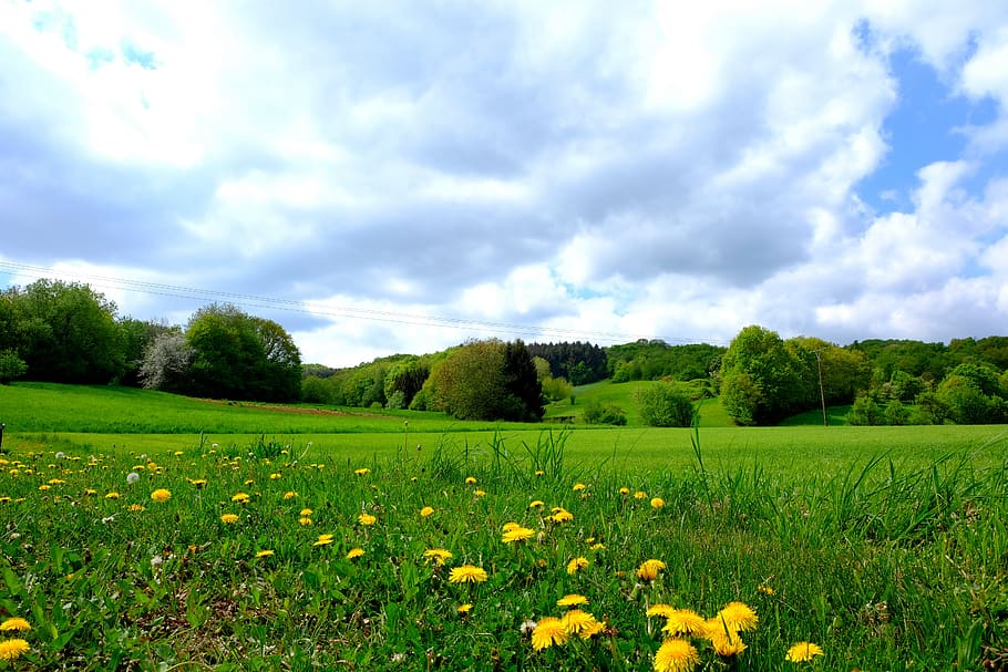 landscape, grass, field, meadow, nature, summer, flower, sky, panorama, agriculture