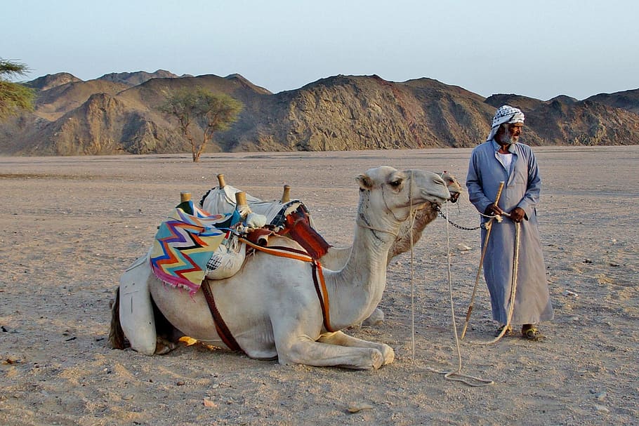 person, holding, leash, camels, camel, bedouin, desert, sand, egypt, dromedary Camel