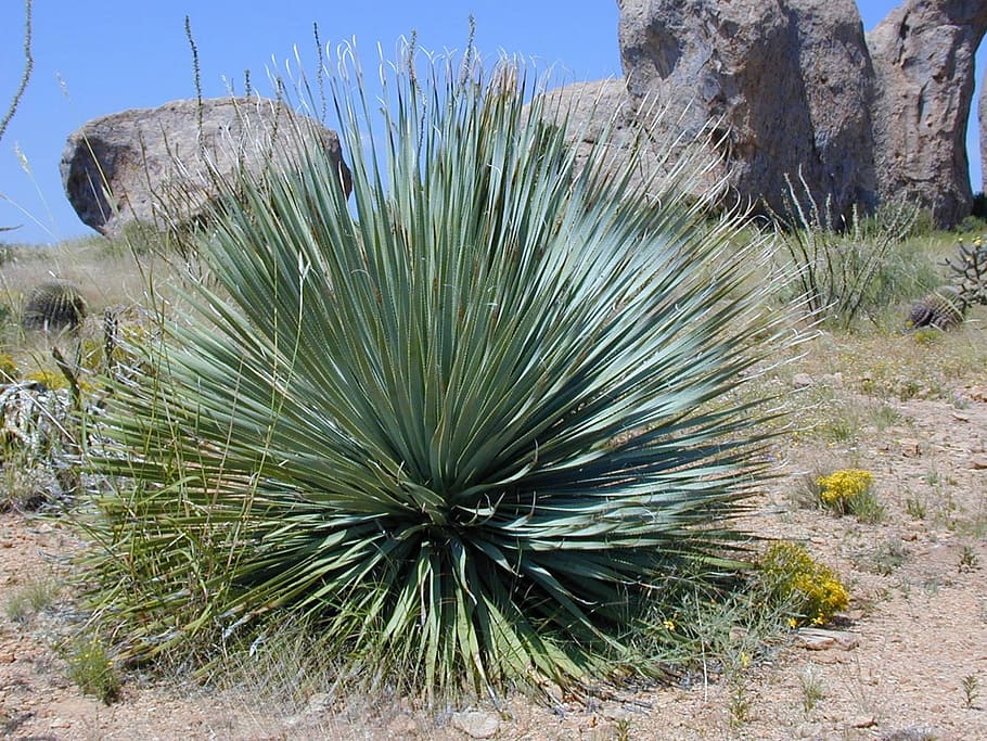 yucca, yucca rostrata, plant, spur, succulent plant, cactus, land, growth, nature | Pxfuel