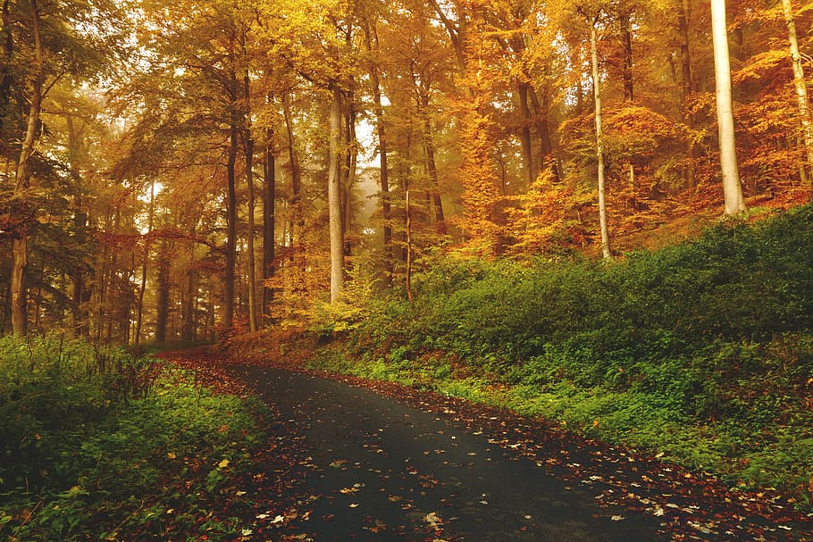 landscape photography, forest trail, brown, leaf, trees, trail, road, path, forest, woods