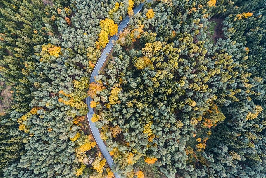 kesepian, jalan, Jalan Kesepian, Hutan, Udara, musim gugur, mata burung, fotografi drone, drone, dari atas