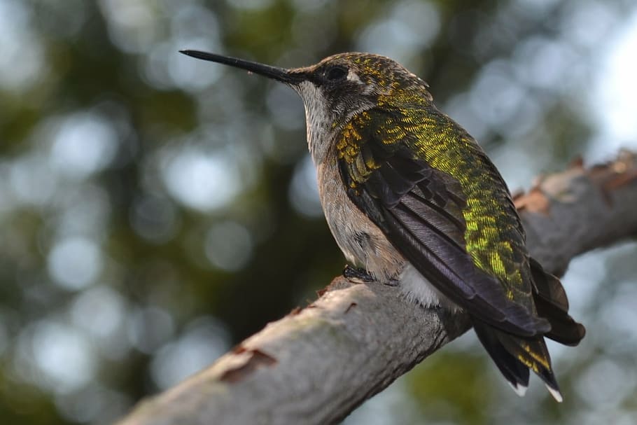 yellow, brown, kingfisher bird, branch, closeup, photography, female, ruby-throated hummingbird, hummingbird, one animal