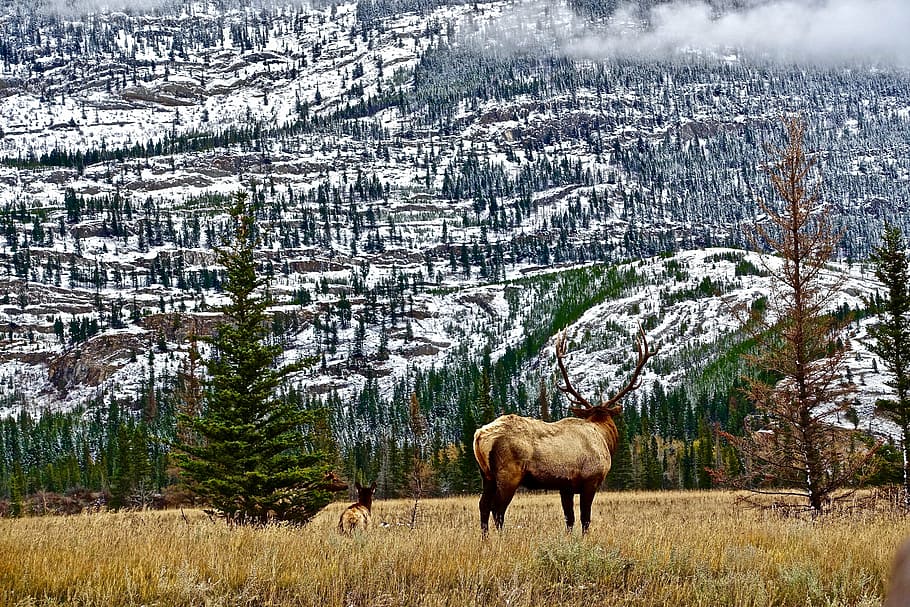 wilderness, mountains, elk, rockies, nature, scenery, scenic, natural ...