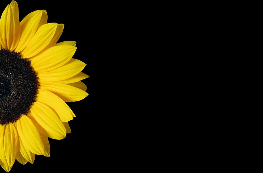 sunflower, yellow, black, background, copy space, nature, flower, bright, blooming, flowering plant
