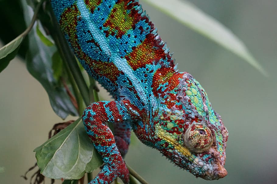 blue, red, cameleon, animals, reptile, schuppenkriechtier, coastal lowland, panther chameleon, leaf, plant part