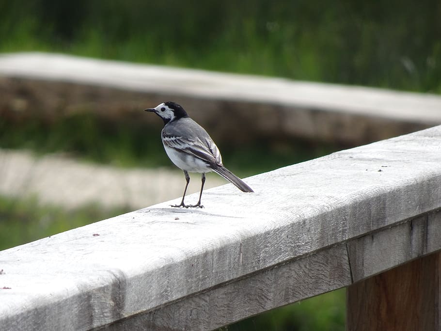 white wagtail, birds, sparrows, animals, field, nature, ornithology, grey, pen, spring
