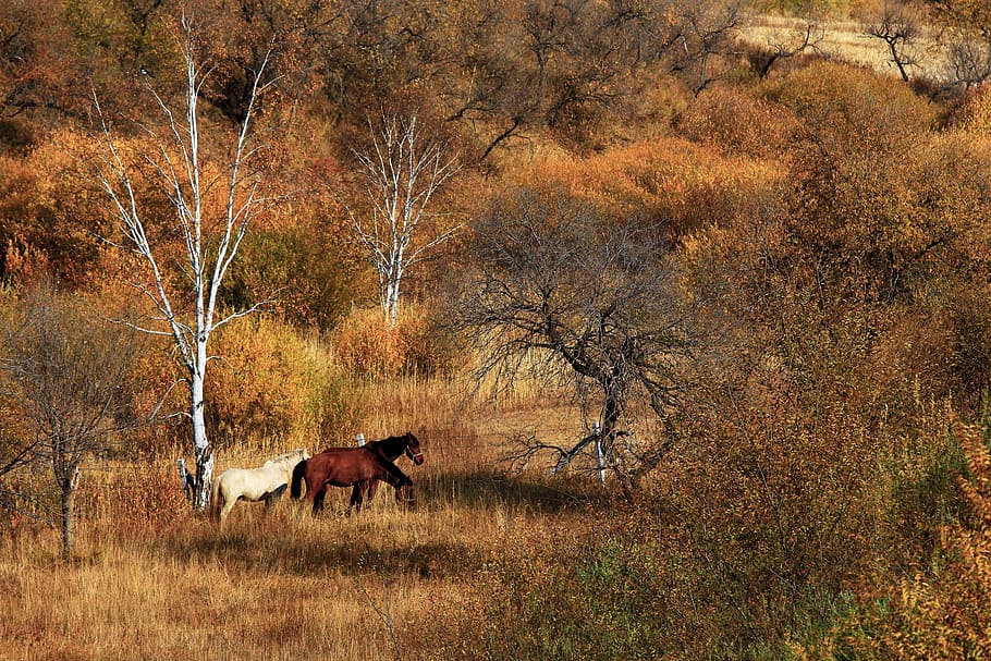 autumn, the scenery, golden yellow, natural, leaf, ye tian, plant, horse, tree, mammal