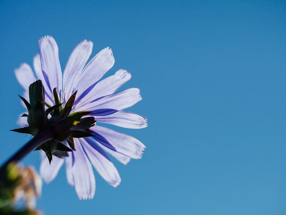 low, angle photography, purple, petaled flower, bloom, petaled, flower, blue, sky, daytime