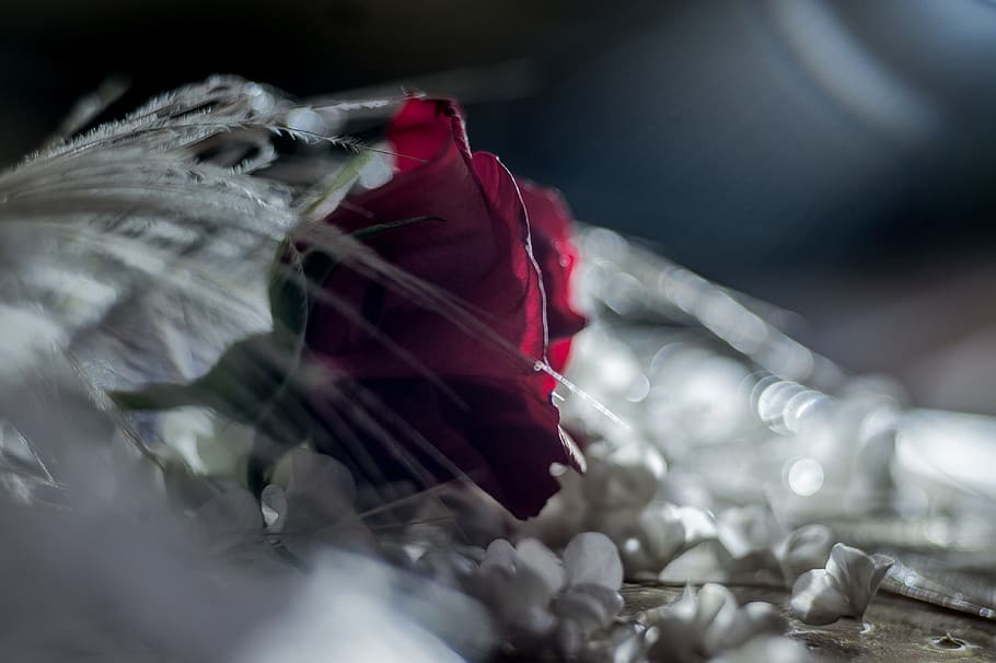 Flower, Red Rose, Dark, rose, close-up, outdoors, day, indoors, healthcare and medicine, selective focus
