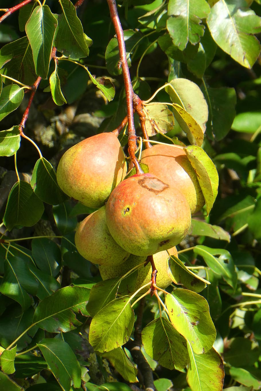 pears, fruits, autumn, food, fruit, delicious, peer, vitamins, power supply, nature