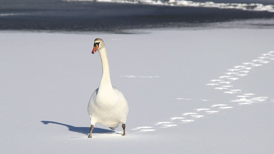 white, duck, walking, snow path, swan, middle, snow, footprints, animal, birds